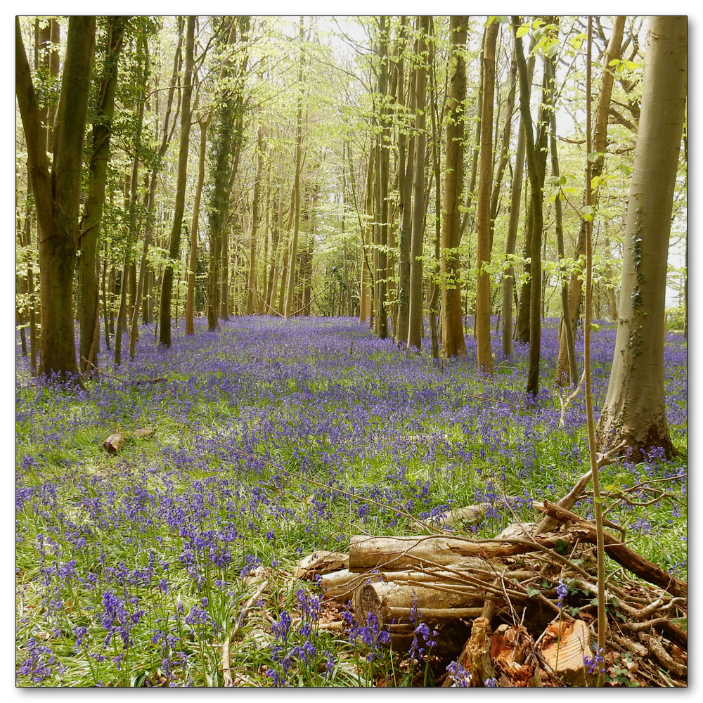 Bluebells in Nore Woods, 