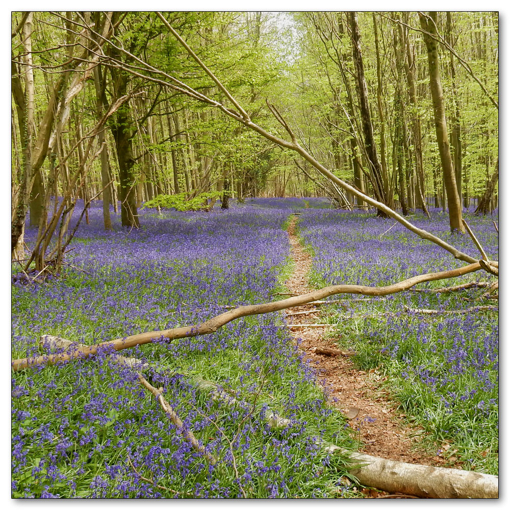 Bluebells in Nore Woods, 