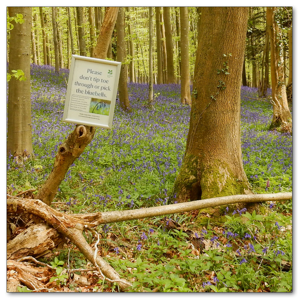 Bluebells in Nore Woods, Don't tip toe through the bluebells