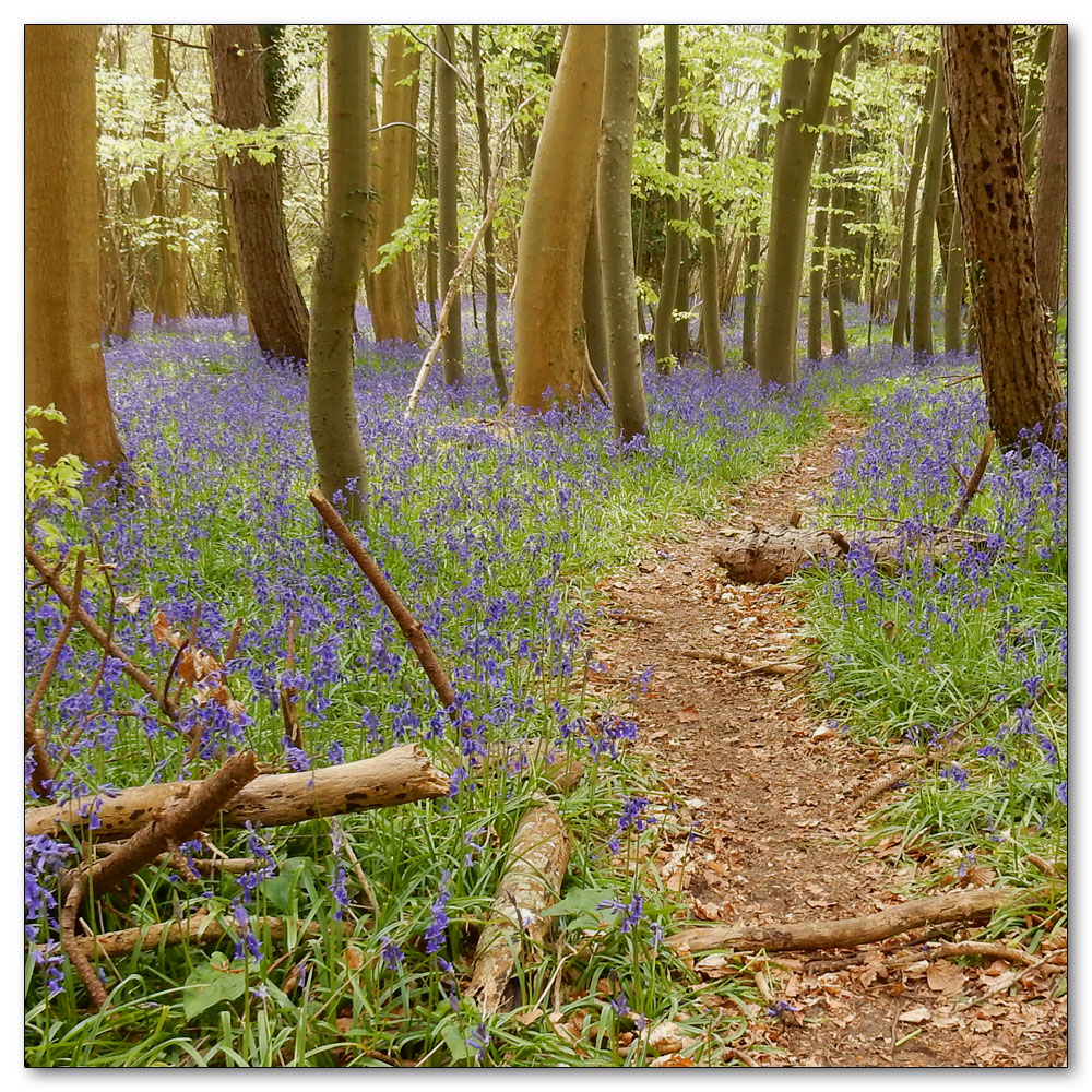 Bluebells in Nore Woods, 