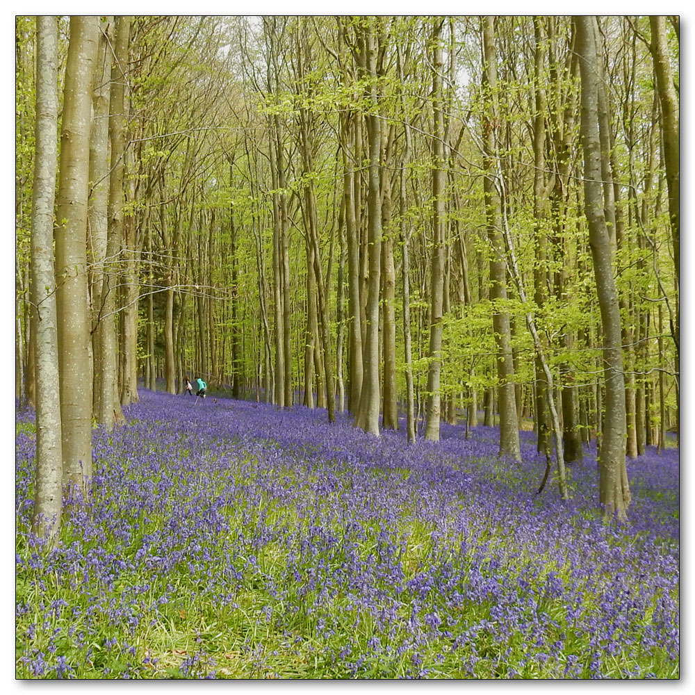 Bluebells in Nore Woods, 