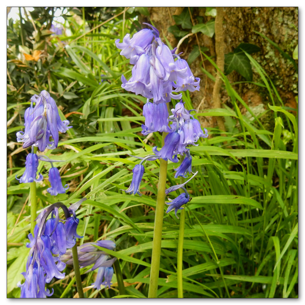 Bluebells in Nore Woods, 