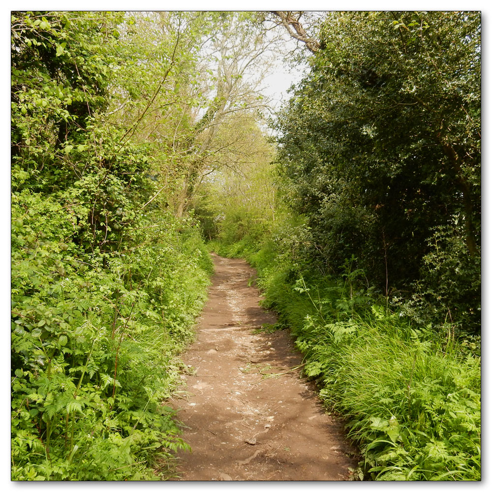 Bluebells in Nore Woods, 