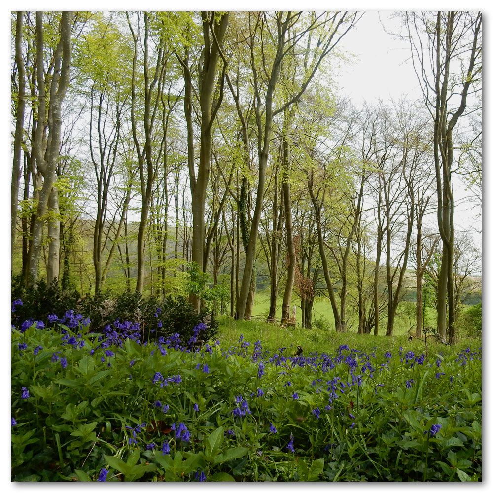 Bluebells in Nore Woods, 