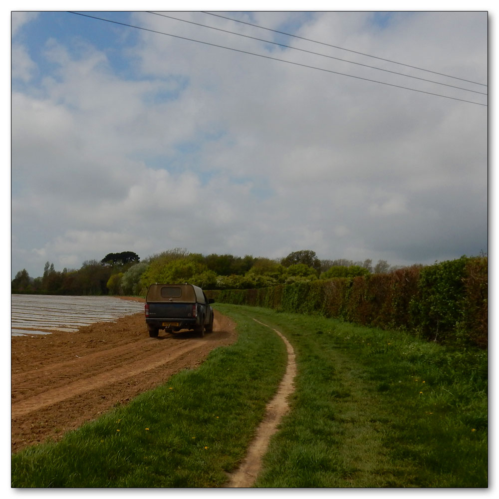 Dear spotting, Checking the crops