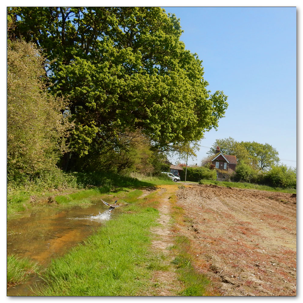 Walk 33 - Apuldram Church, 