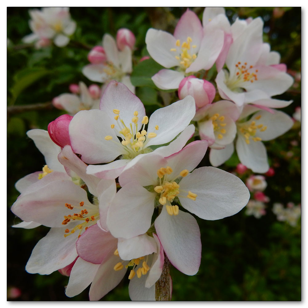 The day before the Kings Coronation, Crab Apple (Malus sylvestris)