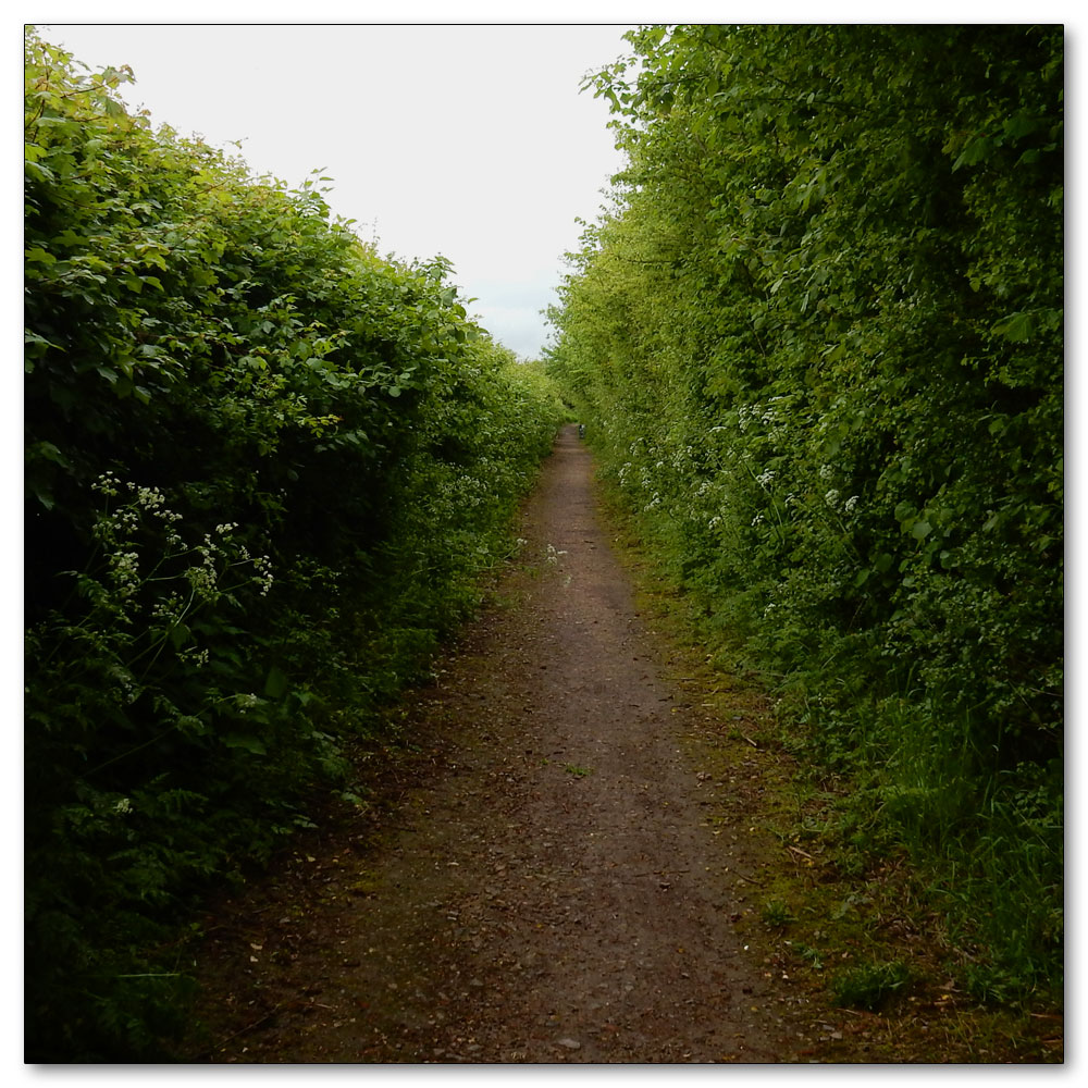 Apuldram Church, Overgrown path