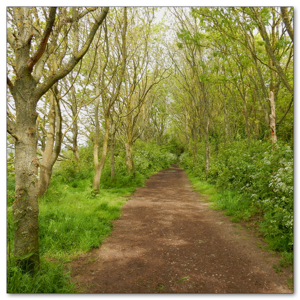 Walk to Fishbourne Channel, Path Number 176 Appledram