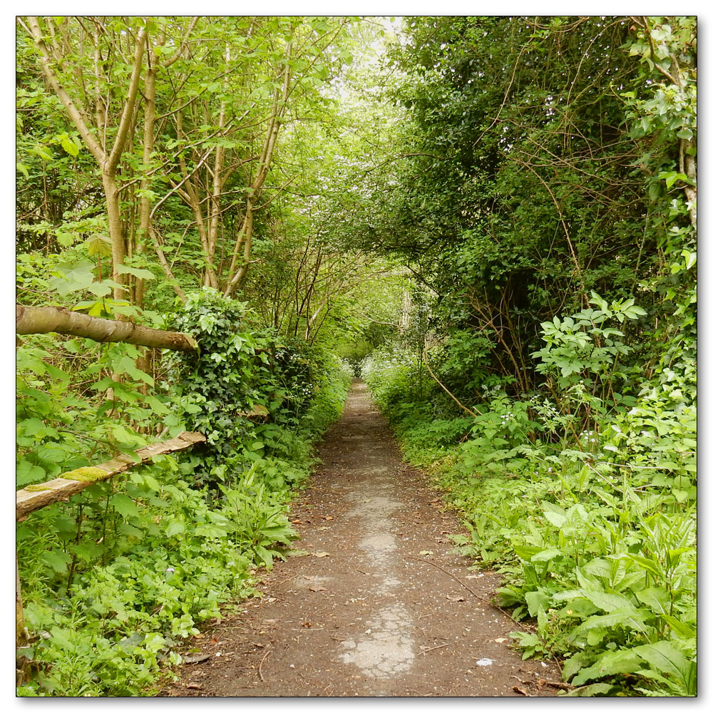 Fishbourne Meadow, 