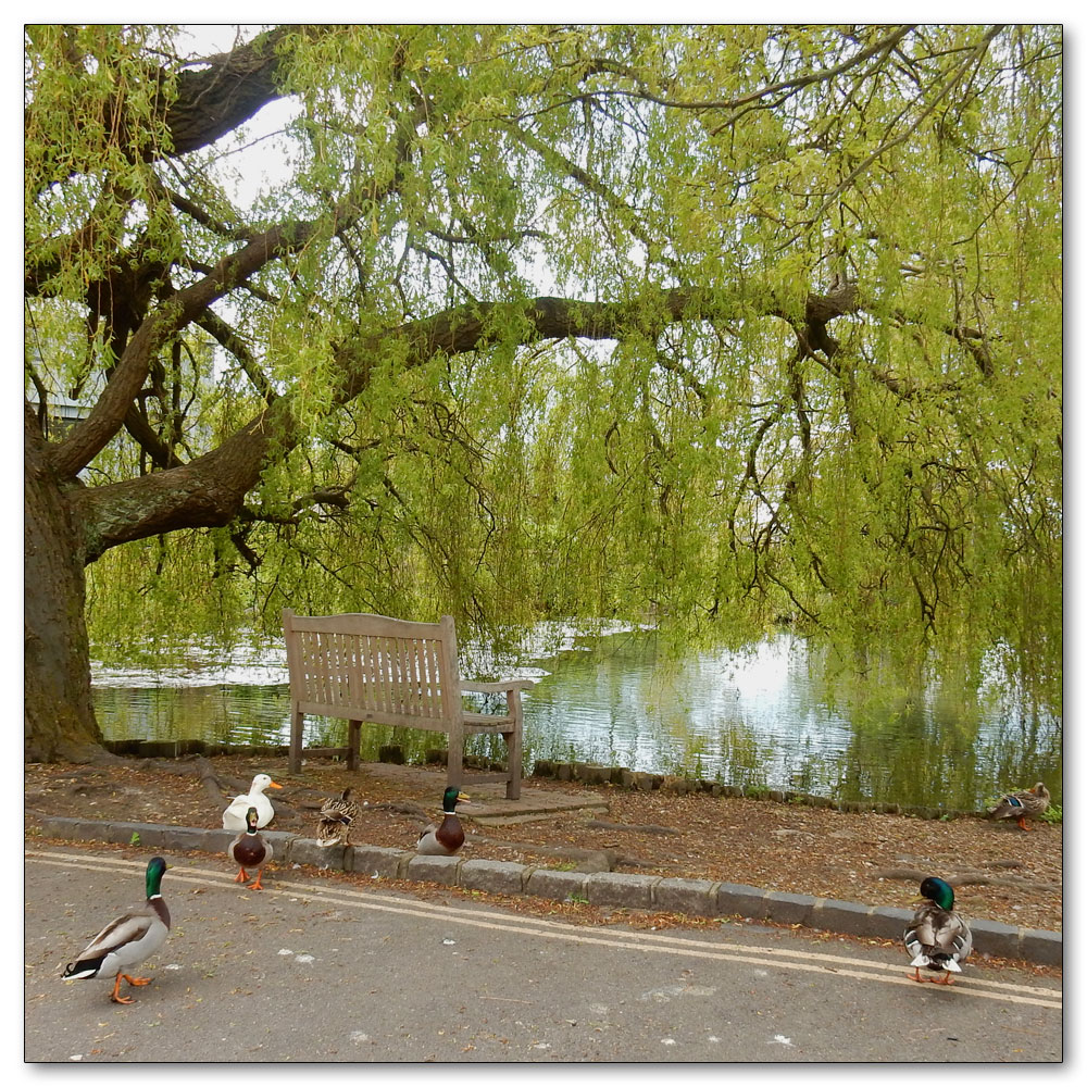 Fishbourne Meadow, Mill Lane Pond