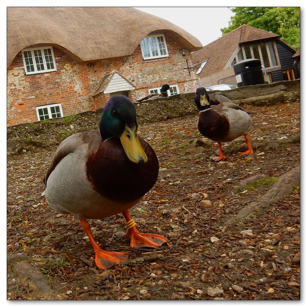 Fishbourne Meadow, 