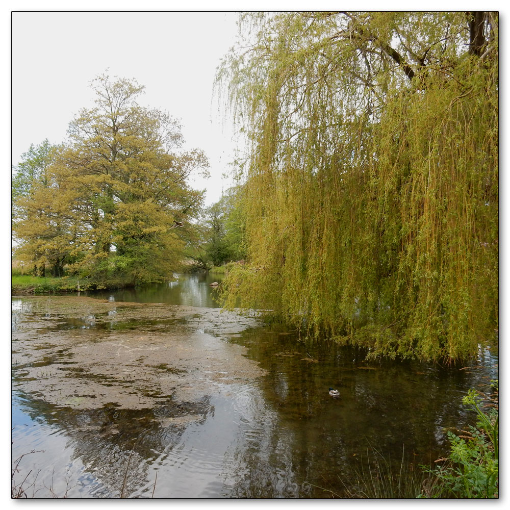 Fishbourne Meadow, Mill Lane Pond