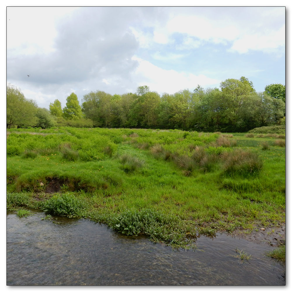 Fishbourne Meadow, Fishbourne Meadow