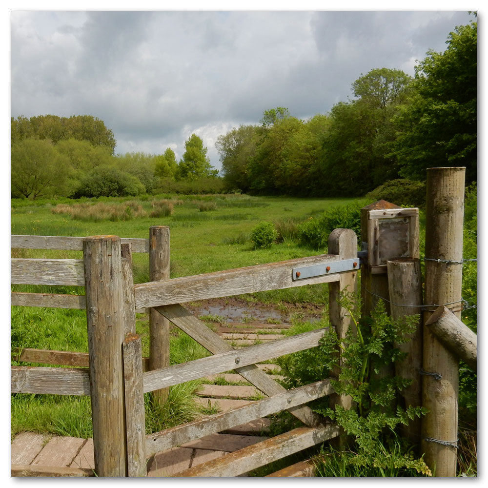 Fishbourne Meadow, Fishbourne Meadow