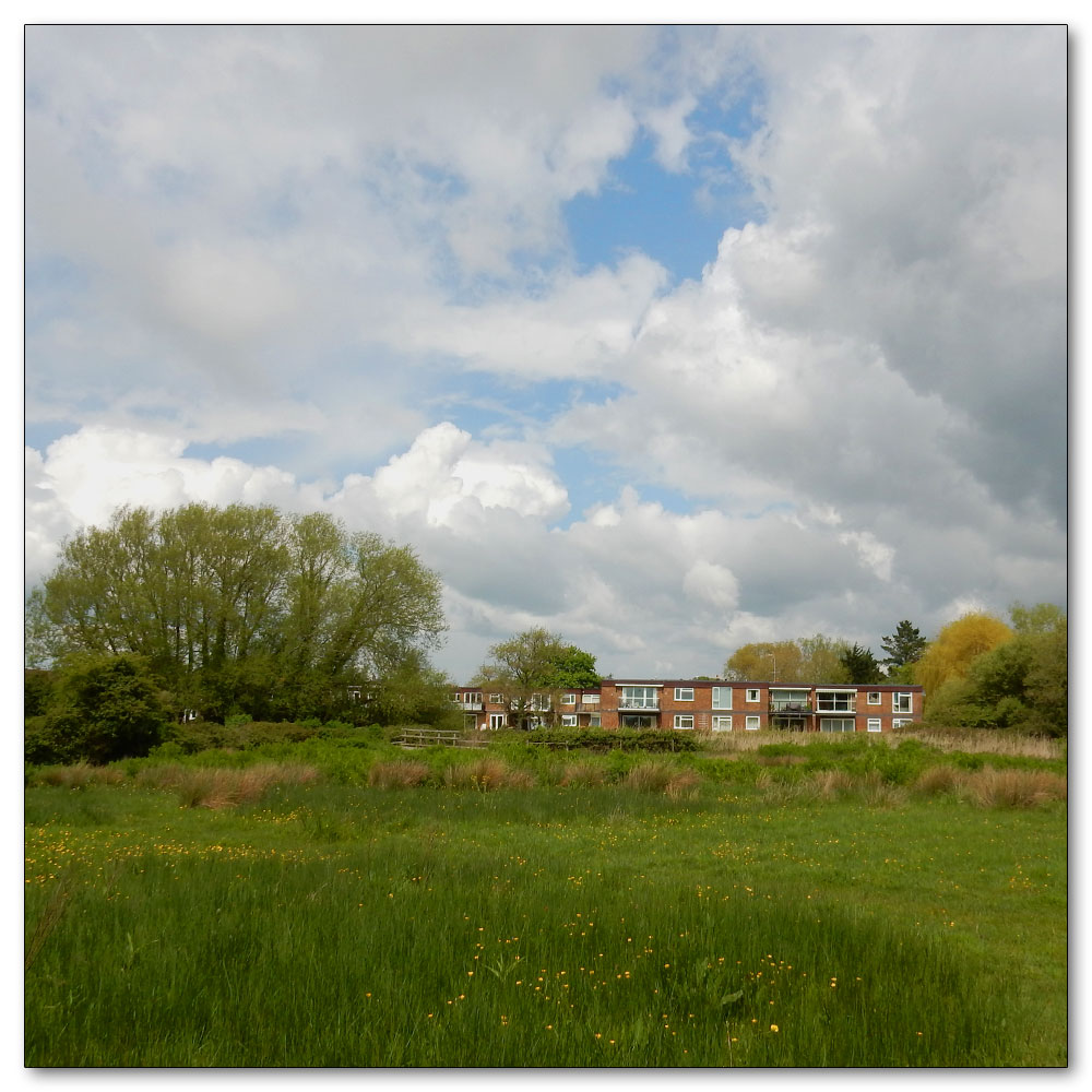 Fishbourne Meadow, Fishbourne Meadow