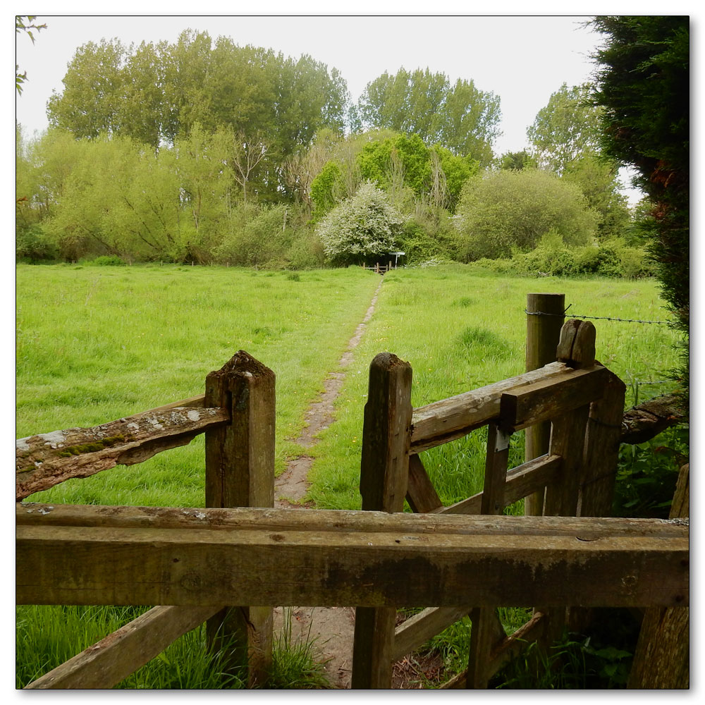 Fishbourne Meadow, 