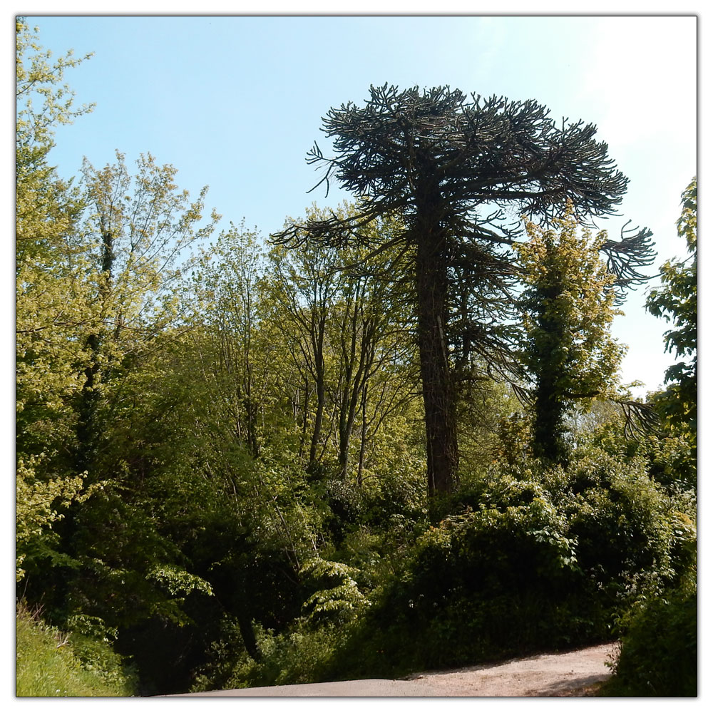 Bedham Church & School, 