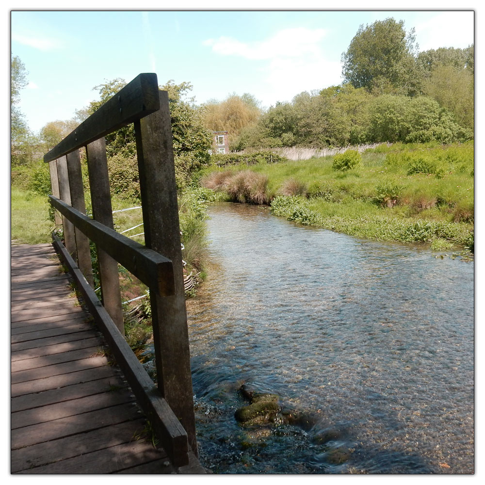 Fishbourne Meadow, 