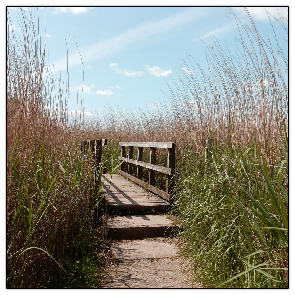 Fishbourne Meadow, 