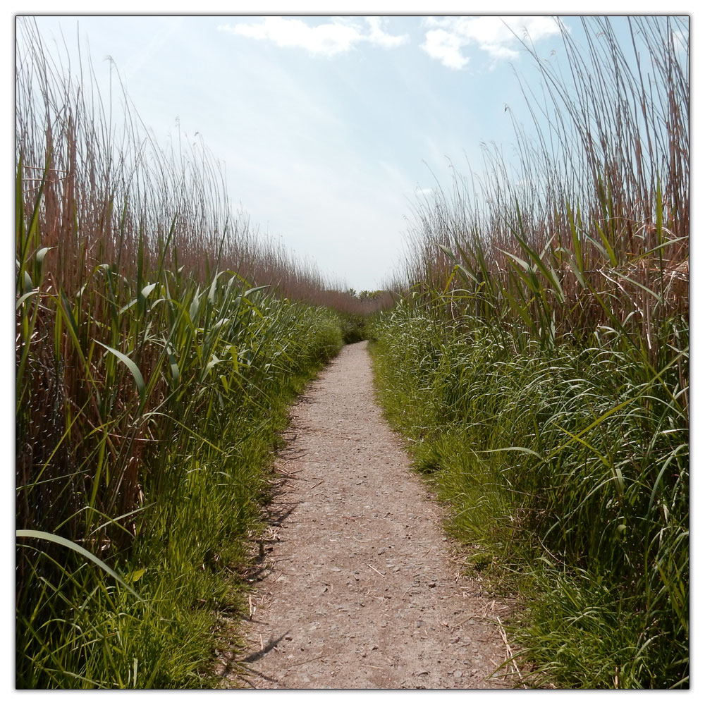 Fishbourne Meadow, 