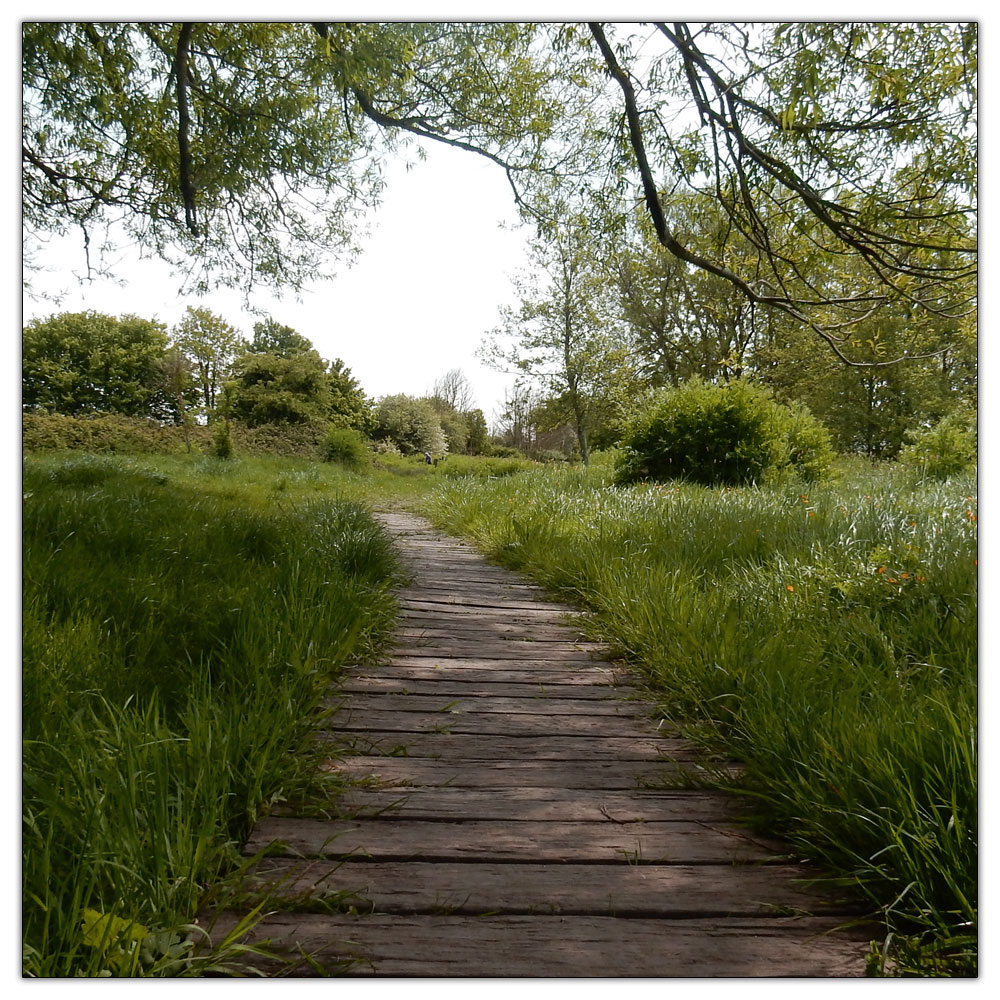 Fishbourne Meadow, 