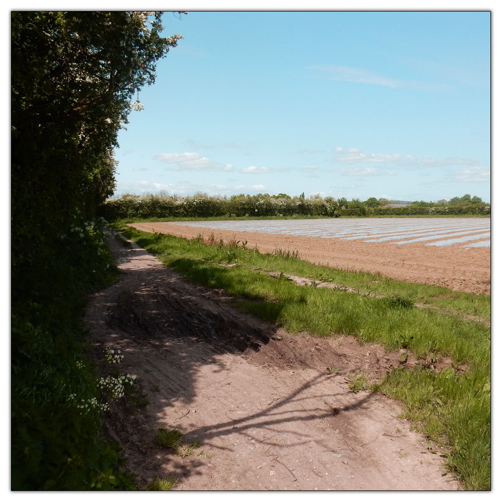 Fishbourne Meadow, Right onto the Salterns Way