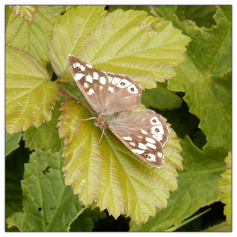 Fishbourne Meadow, Speckled Wood butterfly (Pararge aegeria)