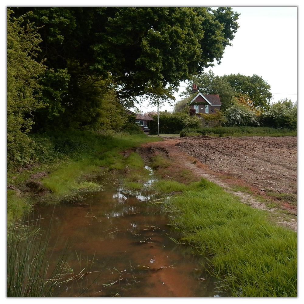 Fishbourne Meadow, 