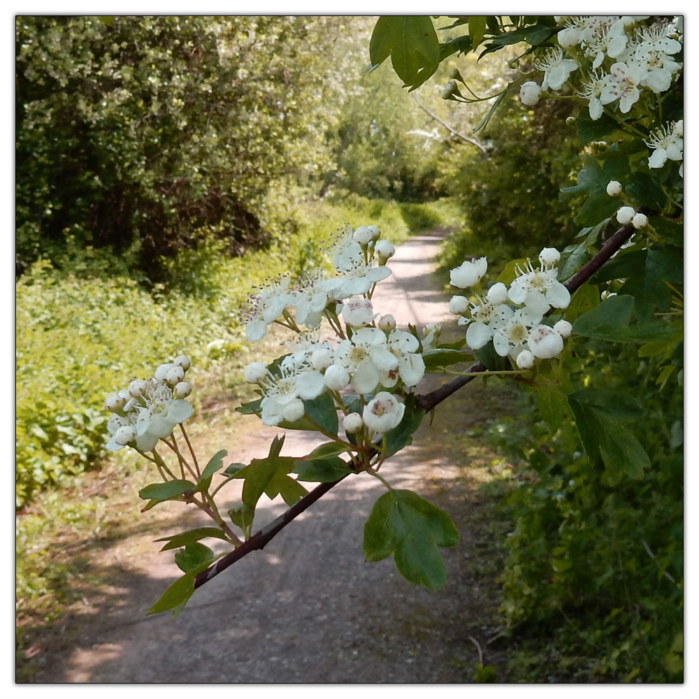 Fishbourne Meadow, 