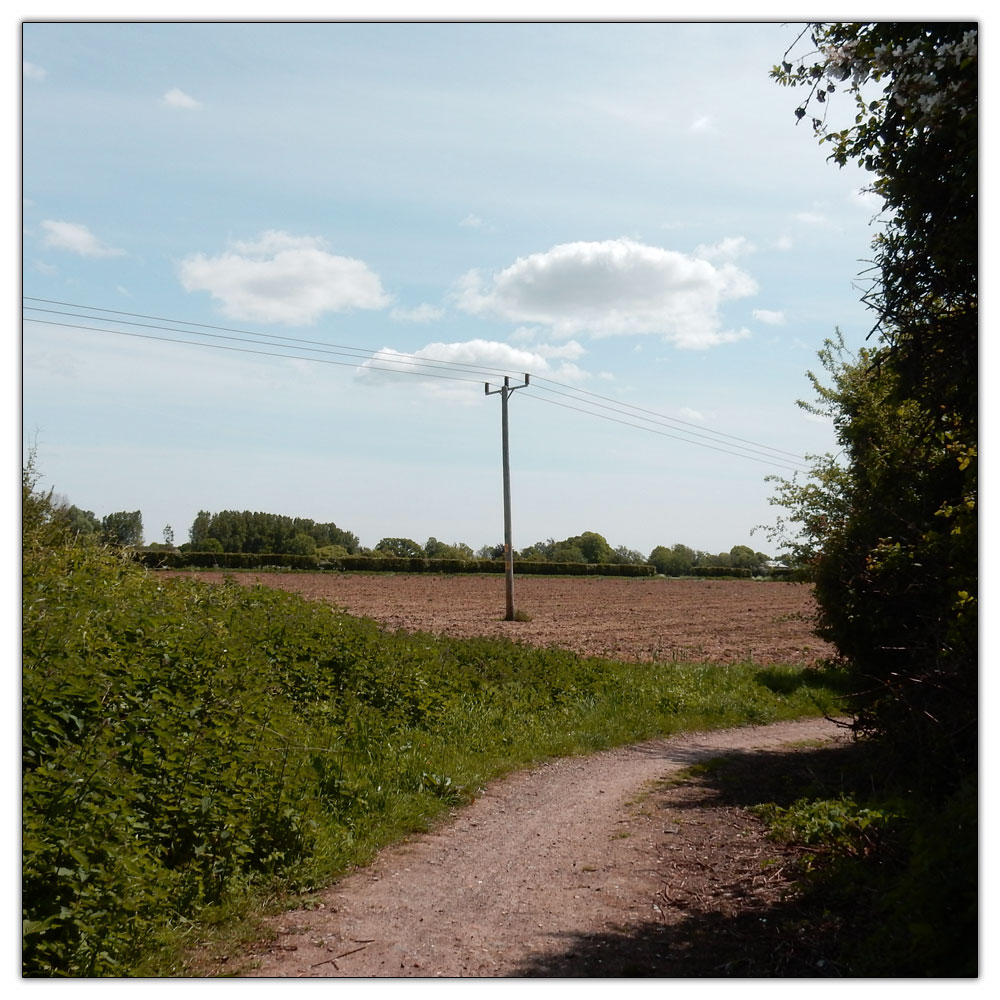 Fishbourne Meadow, 