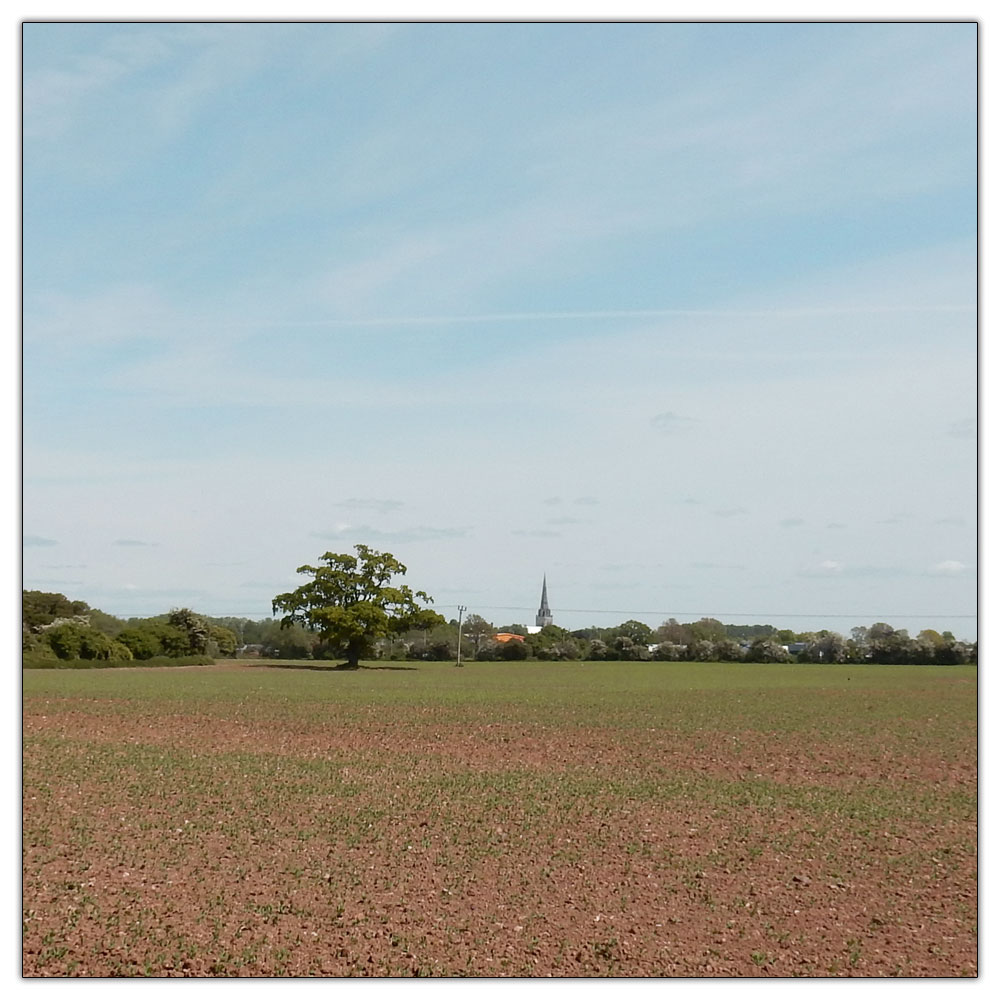 Fishbourne Meadow, Chichester Cathedral in the distance