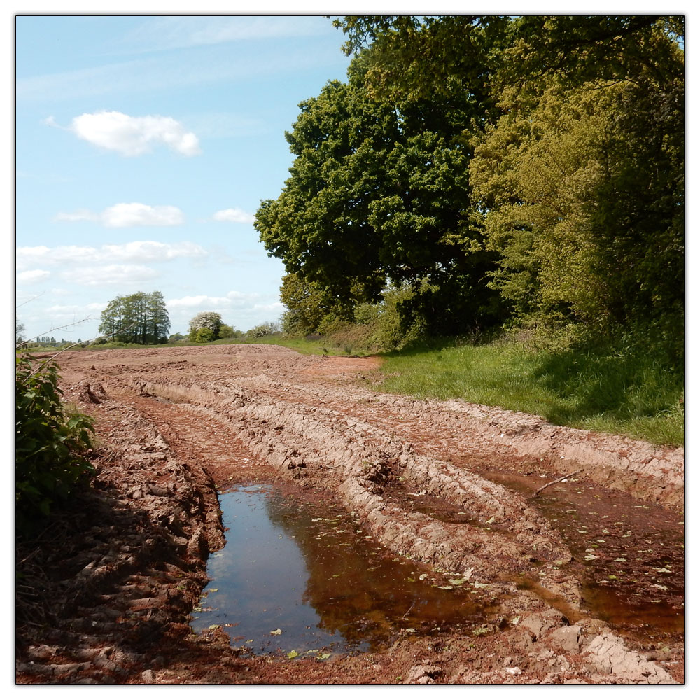 Fishbourne Meadow, 