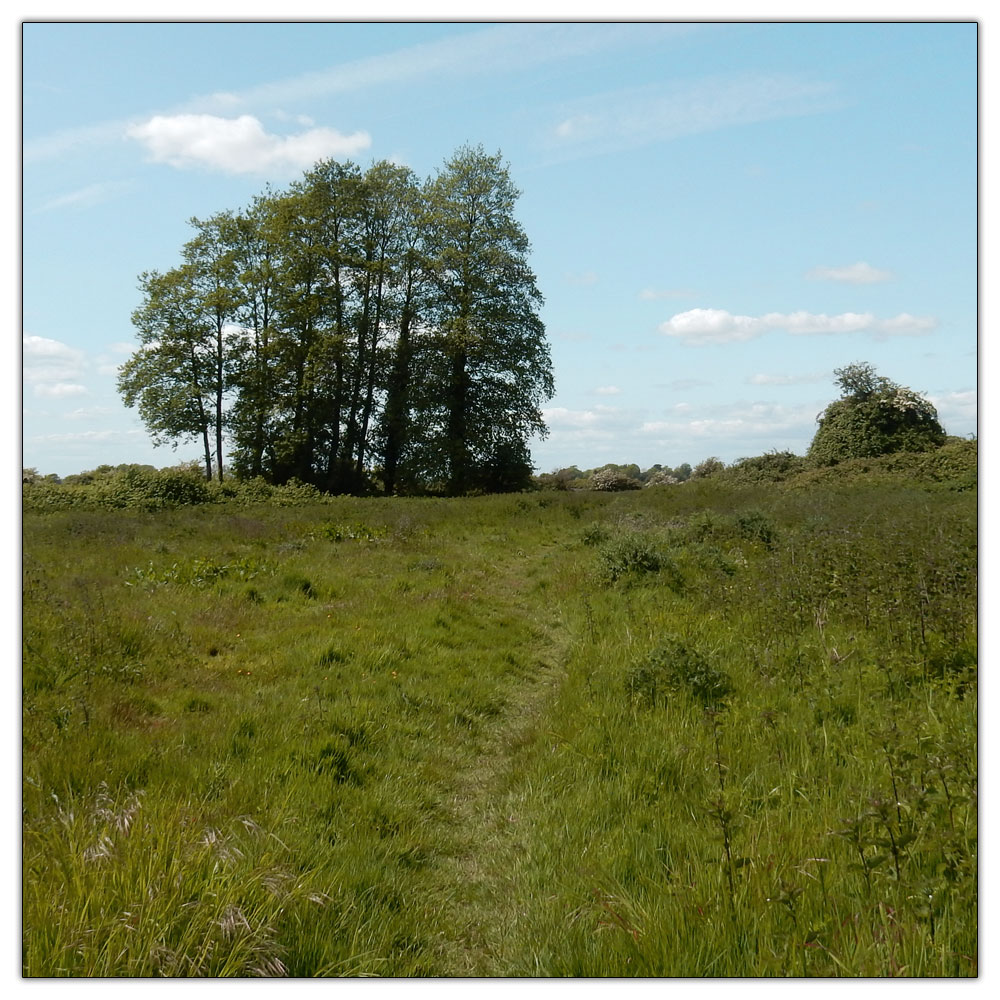 Fishbourne Meadow, 