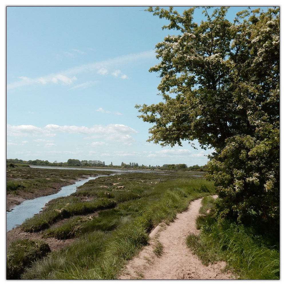 Fishbourne Meadow, 