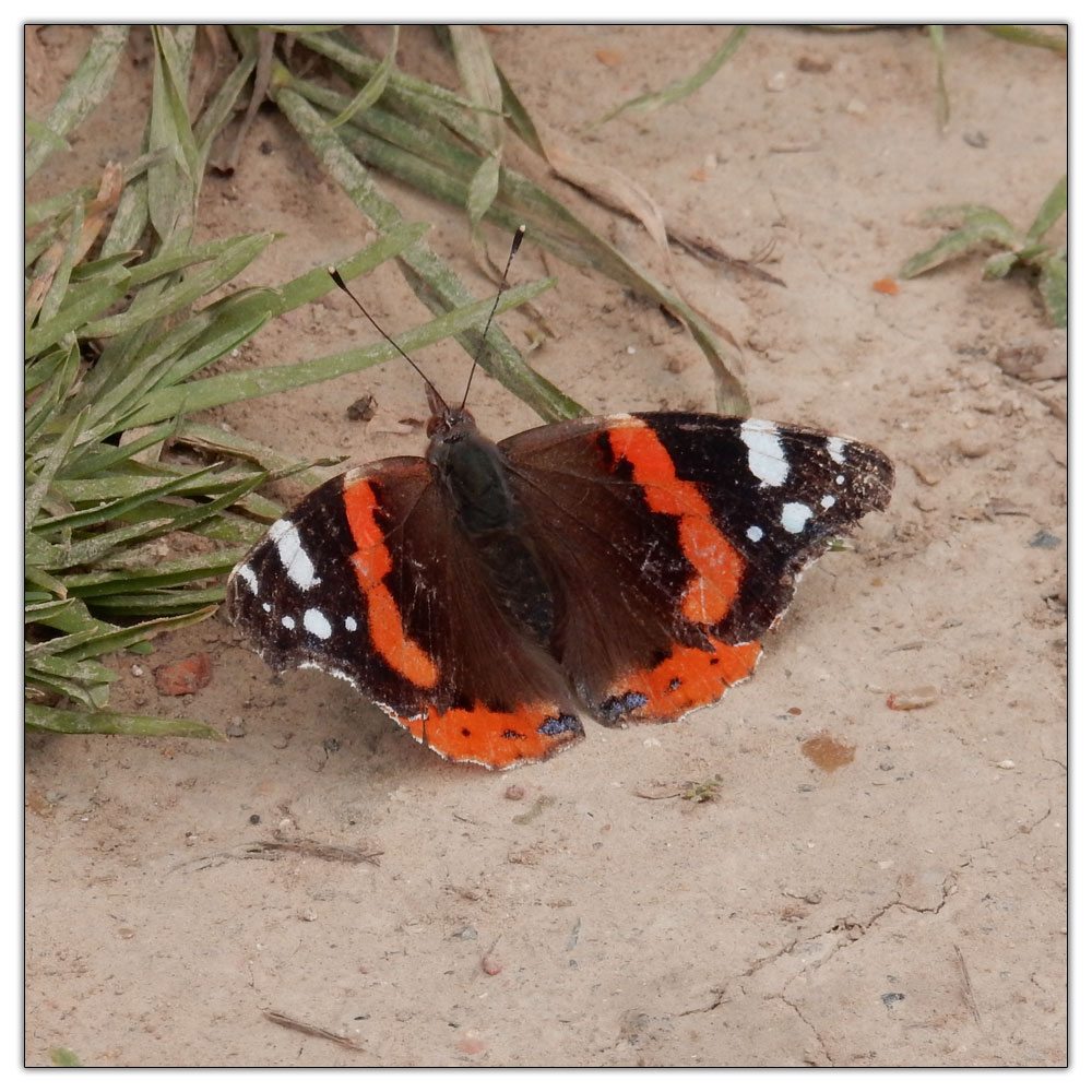 Sophie's Boatyard, Red Admiral (Vanessa atalanta)