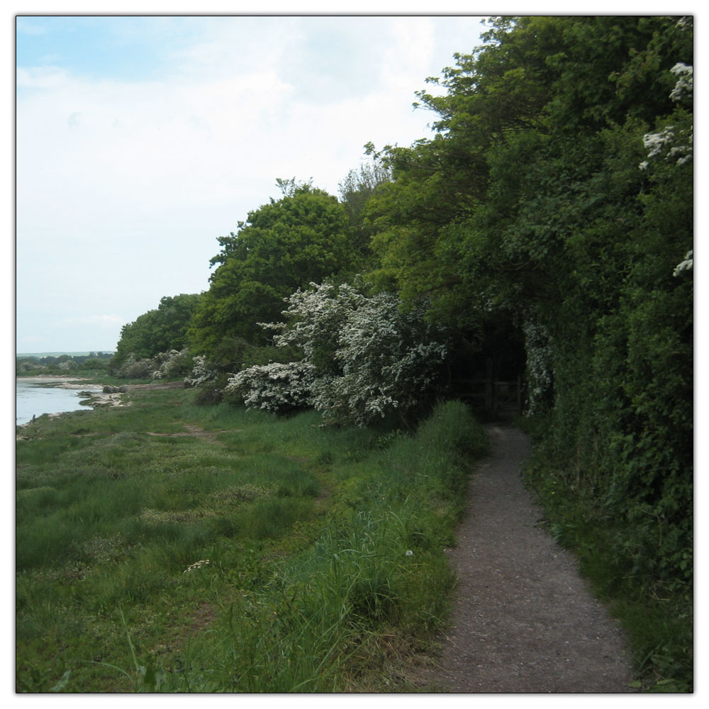 Run to Salterns Copse, 