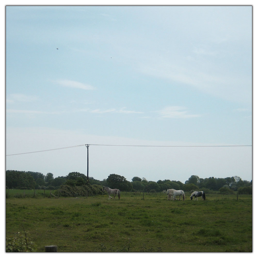 Run to Salterns Copse, 