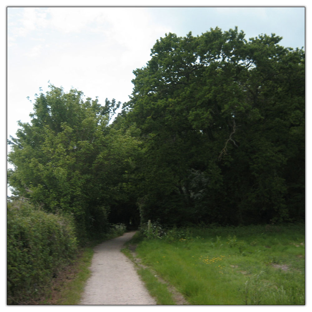 Run to Salterns Copse, 