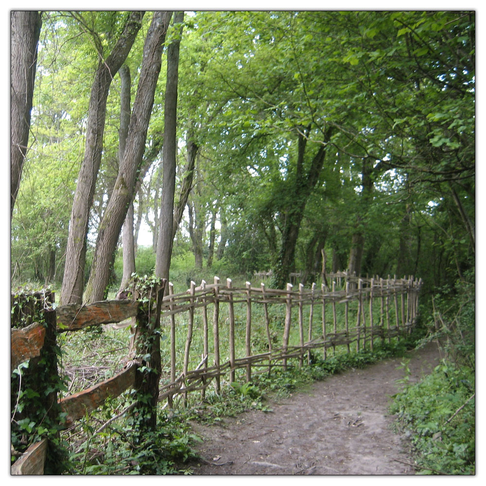 Run to Salterns Copse, 