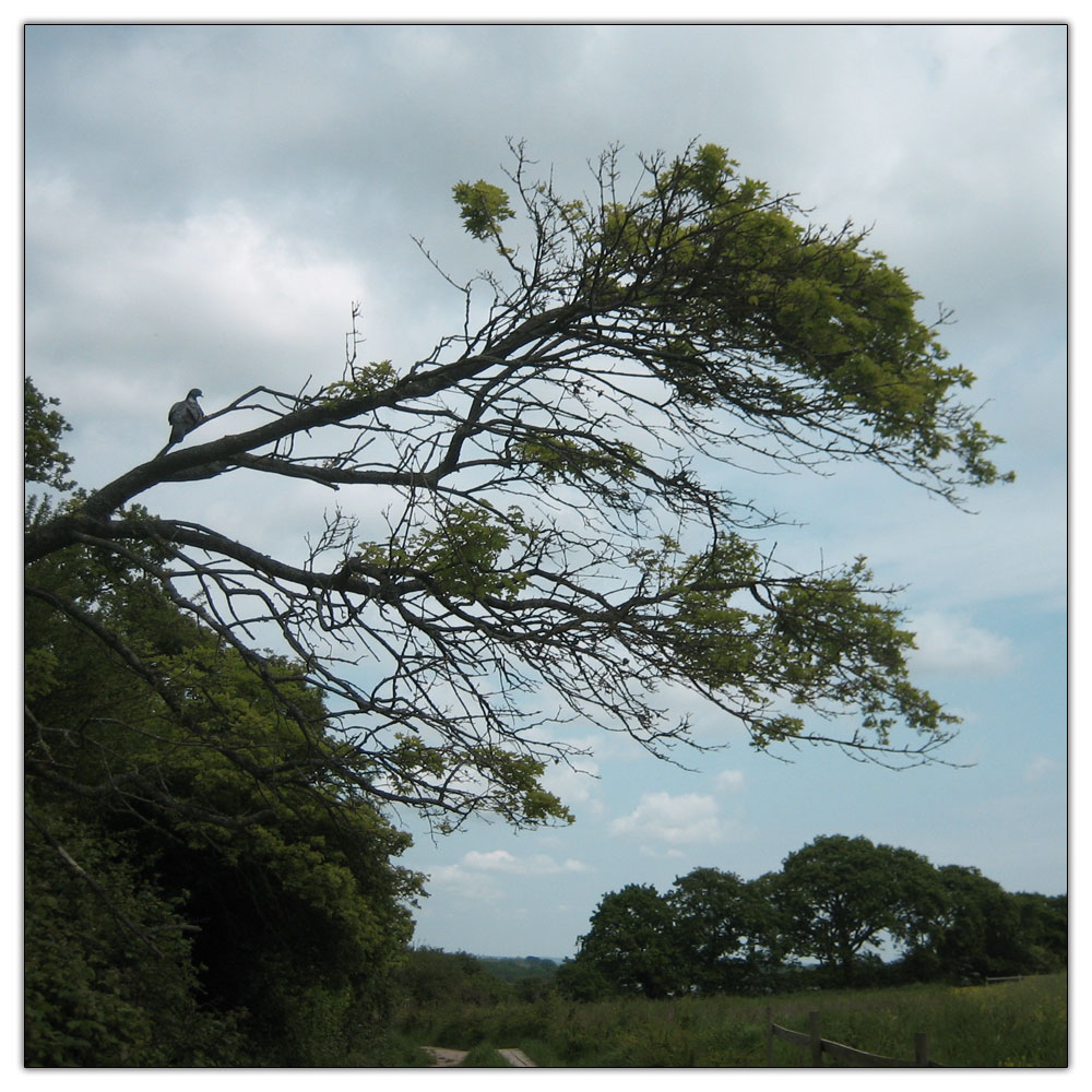 Run to Salterns Copse, 