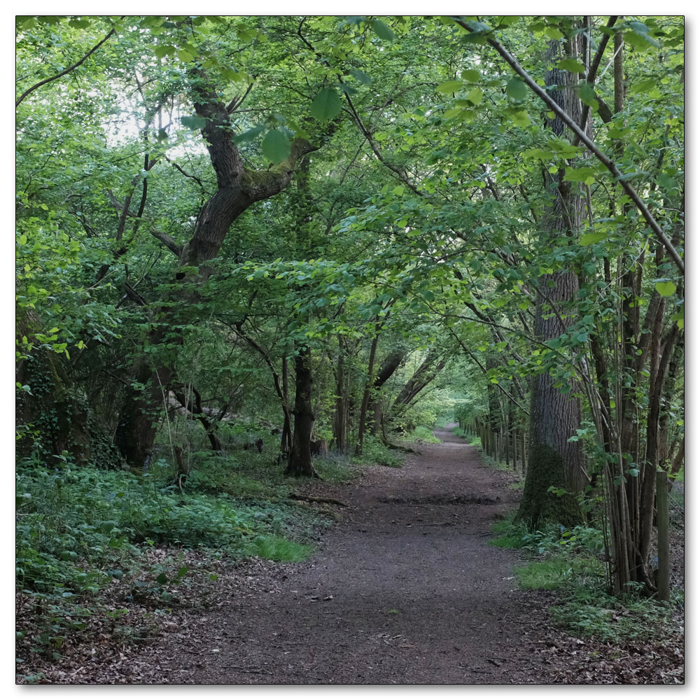 Clapham Woods, 