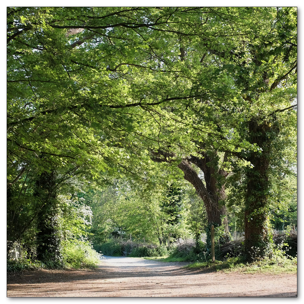 Clapham Woods, The road home