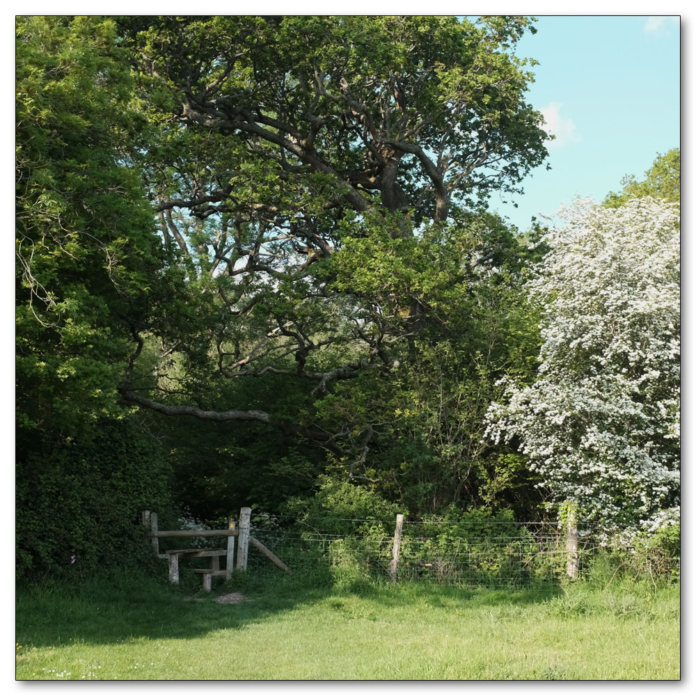 Clapham Woods, 