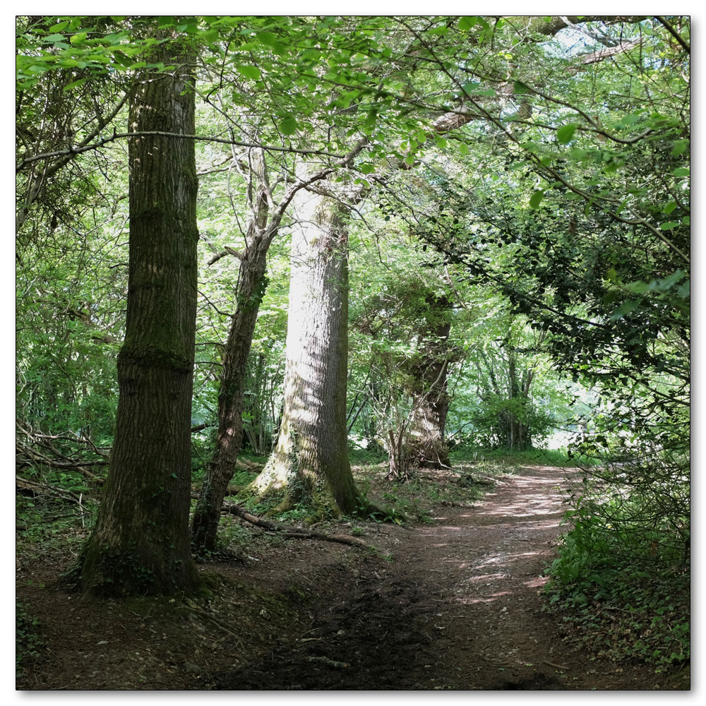 Clapham Woods, 