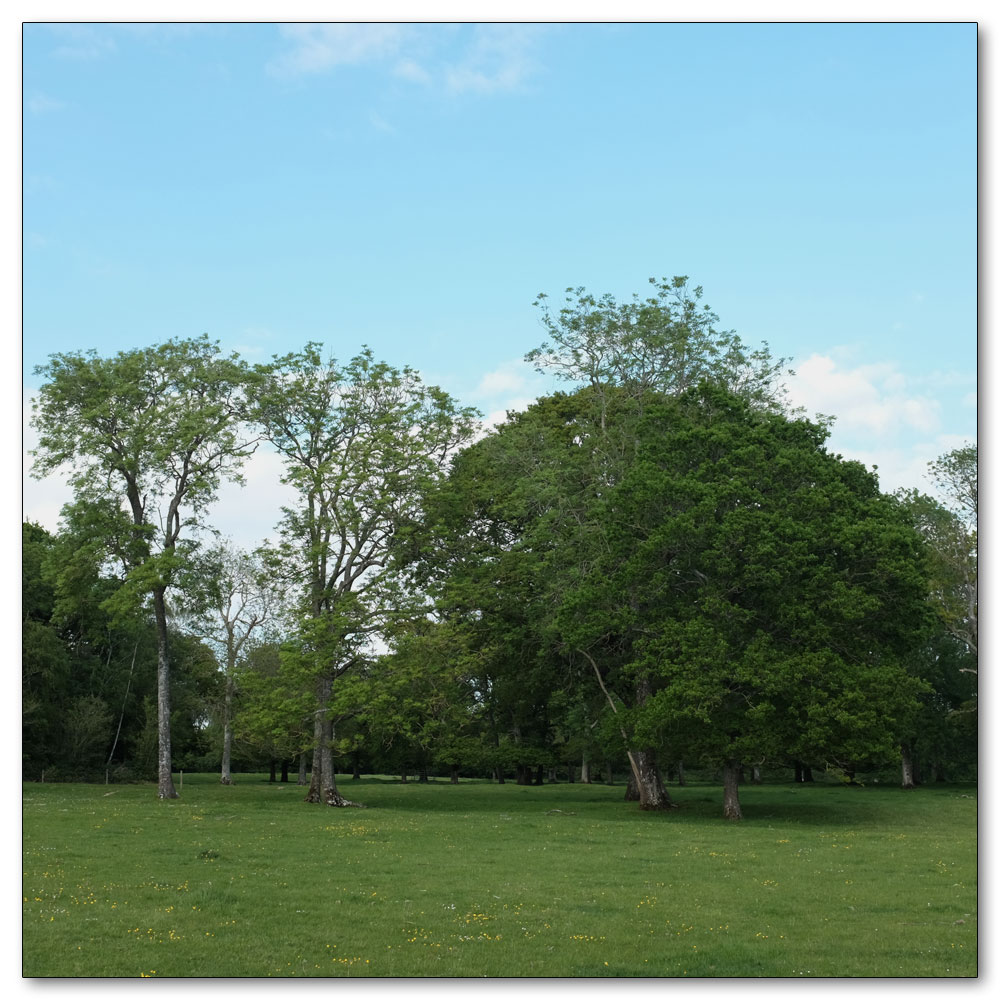 Clapham Woods, 