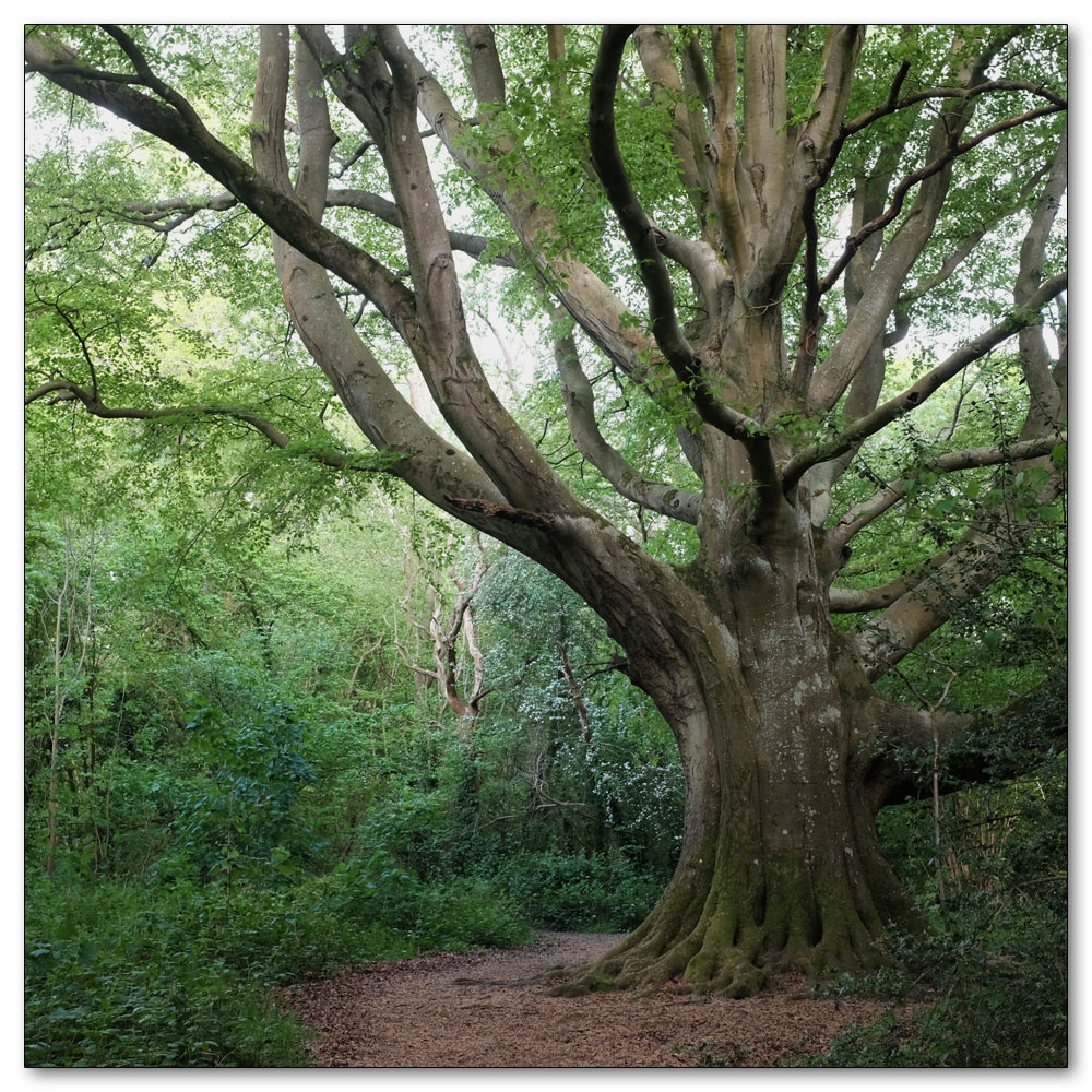 Clapham Woods, The Witching Tree Clapham Woods