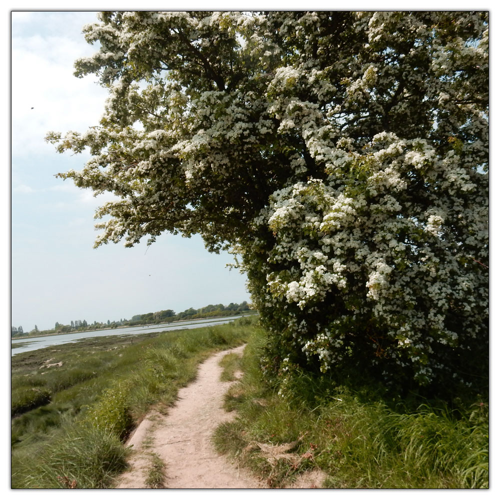 Run/Walk to Fishbourne Meadow, 