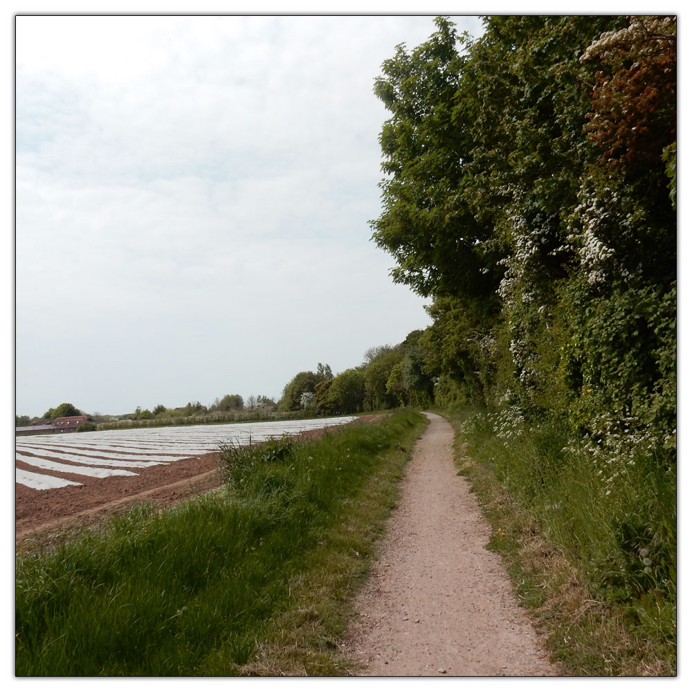 Run/Walk to Fishbourne Meadow, 