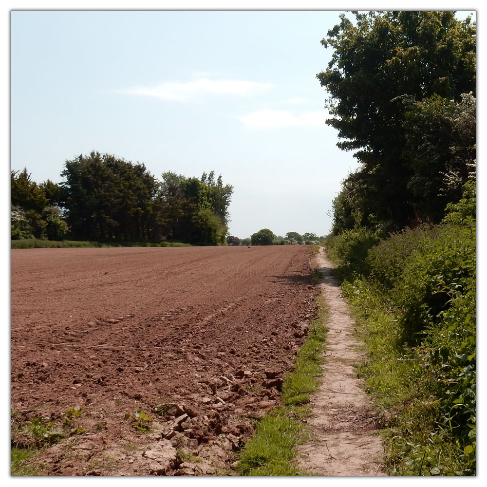 Run/Walk to Fishbourne Meadow, 